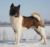 /album/fotogaleria/akita104-copia-copia-jpg/